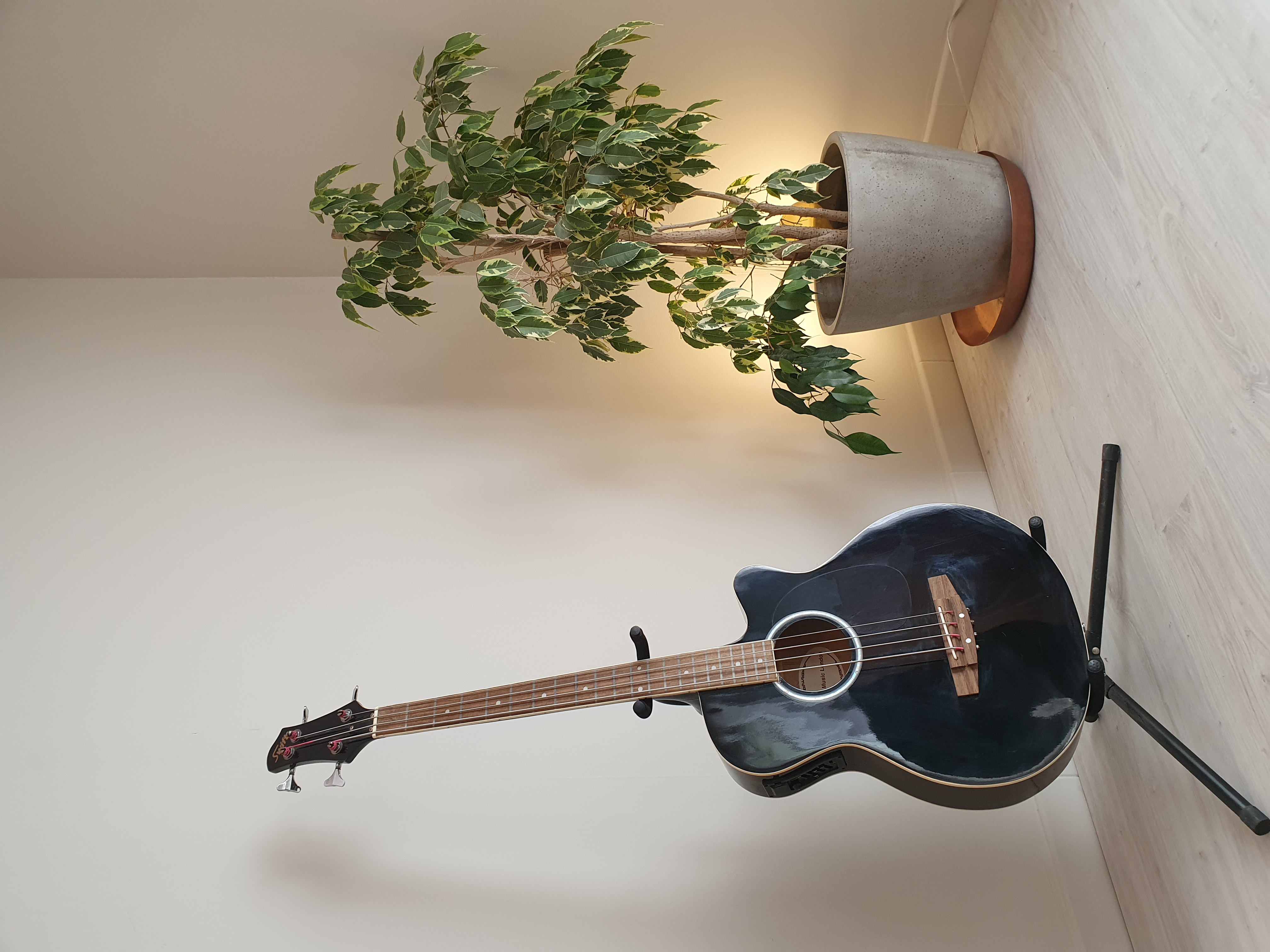 Guitarre et plante